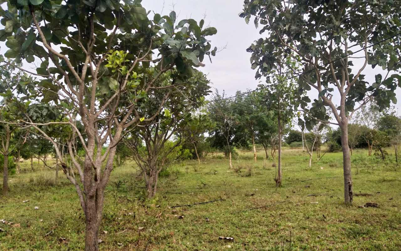 sathyaunani_herbal-garden_img-01