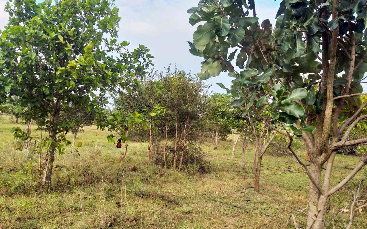 sathyaunani_herbal-garden_img-02