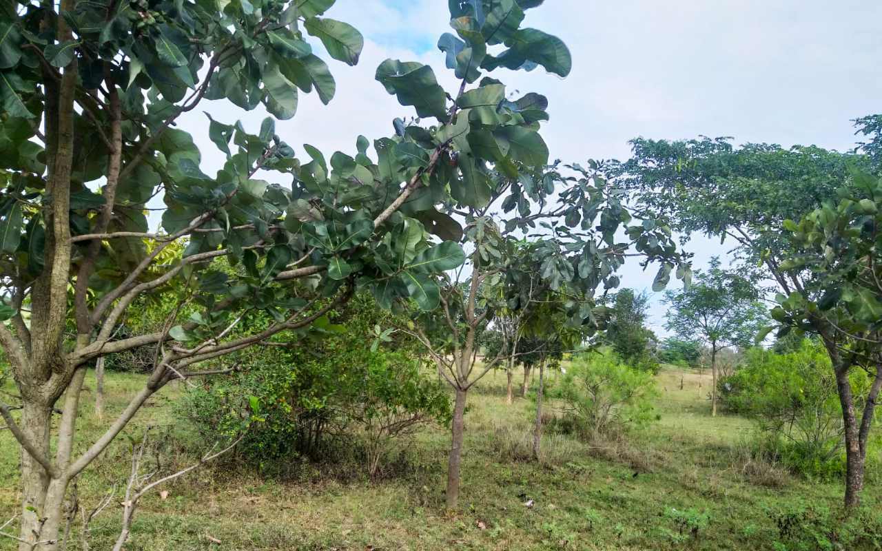 sathyaunani_herbal-garden_img-04