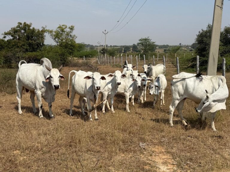 WhatsApp Image 2026-04-02 at 8.45.44 PM (1)