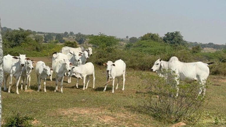 WhatsApp Image 2026-04-02 at 8.45.44 PM